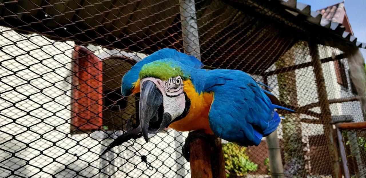 Pousada Nossa Senhora Penedo  Esterno foto Blue and yellow macaw