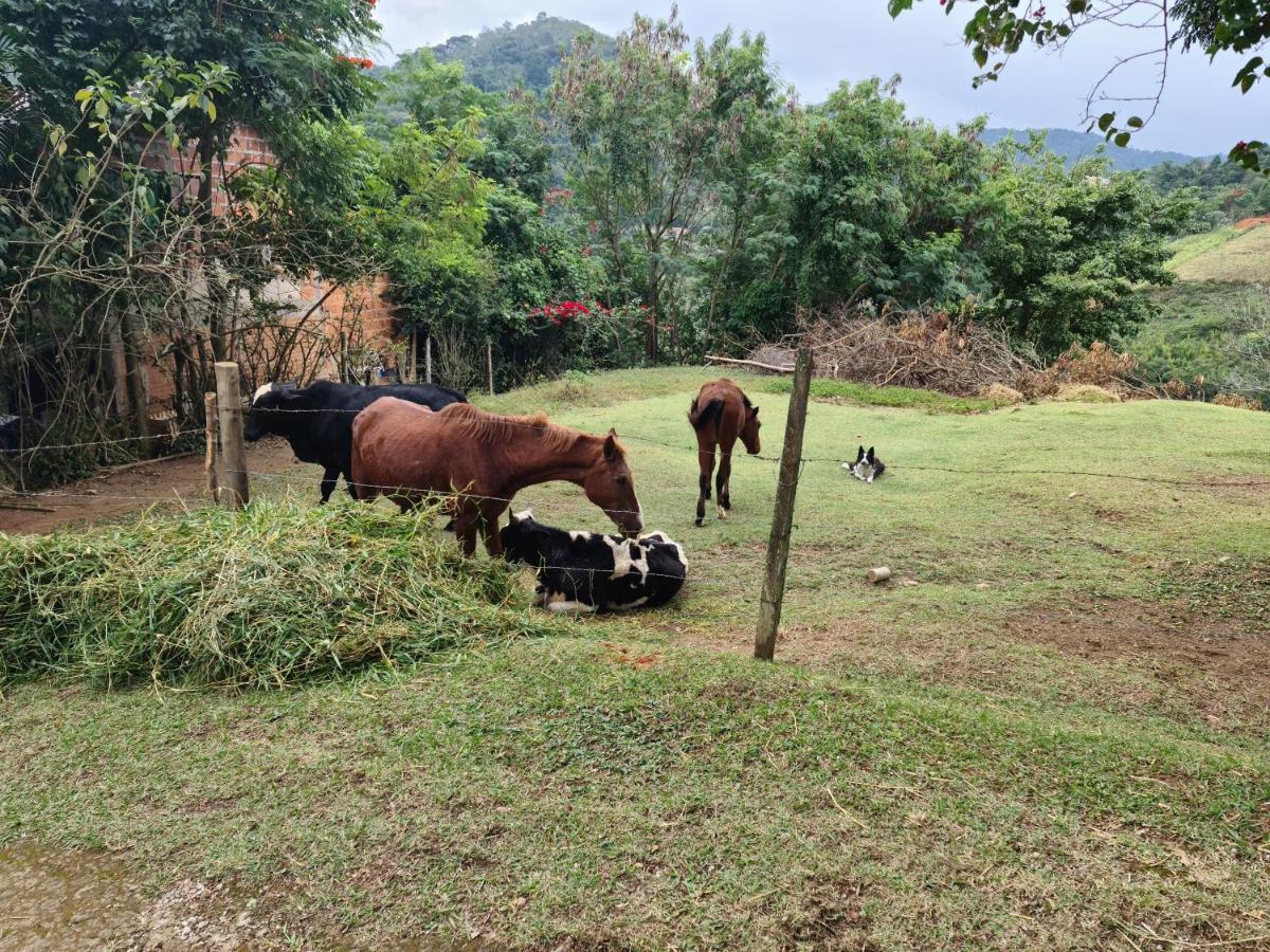 Pousada Nossa Senhora Penedo  Esterno foto Cattle and horses in the countryside of El Salvador